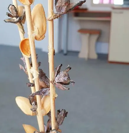 майстор костадин - 1878 Pensiune Obzor