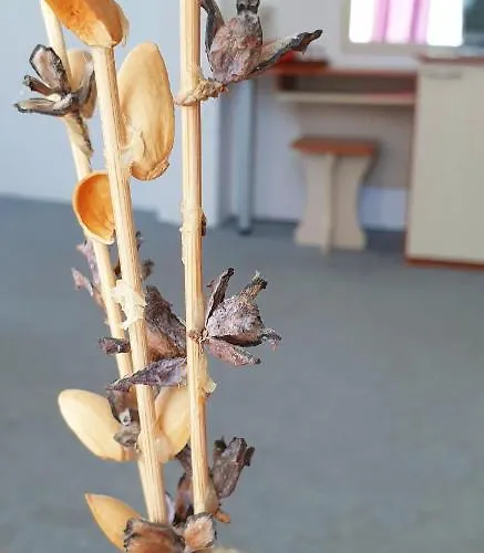 майстор костадин - 1878 招待所 奥布佐尔